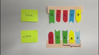 Punktmutation Missense Mutation