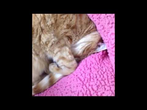 special needs animals for adoption near me 4-24-16 10 pm live tour