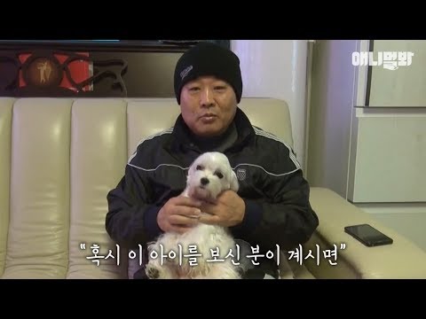 애니멀봐 사모예드 We'd like to find the owner of this lost Maltese dog
