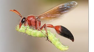 wasp carrying caterpillar/potter wasp/potter wasp nest inside/insects/kulavi koodu/nest building  Wasps Emerging From A Caterpillar