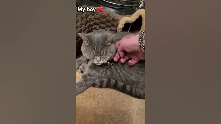 Video 7971771: british hair cat, catlover purr, cats british beauty, boy british, talking, cat old