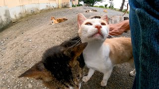 勇気だして少しずつ寄ってくる野良猫