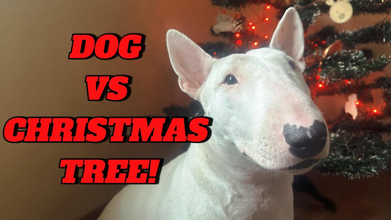 Bull Terrier Christmas Vlog 🎄Funny Dog Moments 🎄 Bull Terrier Vlog 🎄