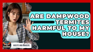 Are Dampwood Termites Harmful To My House? - Insects and Invaders