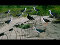 Jal_Murgi_Ka_Video | Waterhen Bird Trap | Ban_Murgi_Video