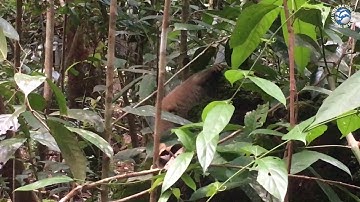 Slow Loris filmed exploring its new environment after being released