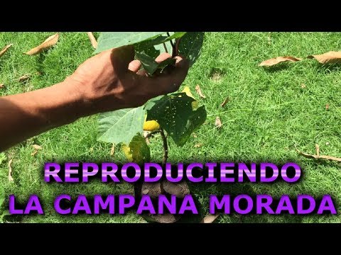 Como reproducir la planta Campanilla Morada, La Gloria de la Mañana  (Ipomoea purpurea) - YouTube