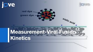 Measurement Of Viral Fusion Kinetics At Single Particle Level l Protocol Preview