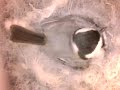 birdcam_2010-04-11_10-17-44.avi