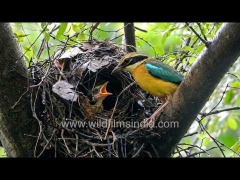 Navrang or multi-coloured Pitta bird is one of India's most shy, pretty and increasingly rare birds