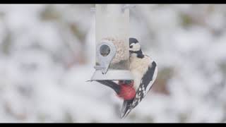 Bird feeders in the snow