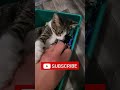 Cat fighting for Hotweels #music #automobile #musica #dj #remix #cat #driftmusic #musicgenre #cats