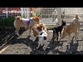 Jack Russell Terrier loves Roku / マウントされちゃったロクさん 20151121 welsh corgi コーギー ドッグラン JRT