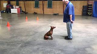 German Pinscher 'Addie' 8 Mo's Rally Obedience Companion Dog Title Training