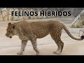 CRUZAMENTOS ENTRE ESPÉCIES DIFERENTES DE FELINOS! LEÕES, ONÇAS, PUMAS, LEOPARDOS, TIGRES!