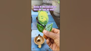 बेलपत्र के बीच वाले पत्ते पर चंदन और शहद का उपाय #pradeepmishra #shivpuran #mahadev #shorts #shiv