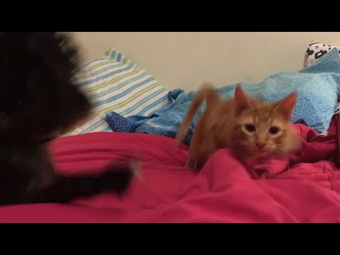 Dog Prevents Kitty Sneak Attack