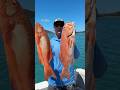 Stumbled into Trout City yesterday, love the Whitsundays 🎣🌴 #fishing #travellingaustralia #fyp