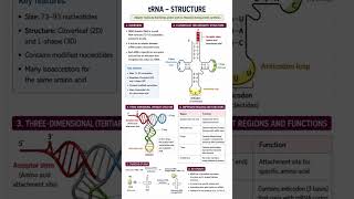 tRNA Structure (Imp.Short Note) #neetpg #mbbs #mbbsfirstyear #neet #SaiMedBiochemistry