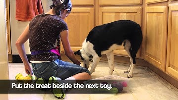 Teach your dog to put their toys away - PART 1 - Shape Fest 2012