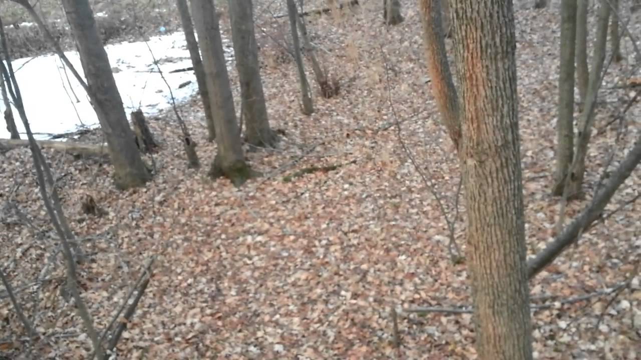Ohio Bowhunting and Crazy deer YouTube