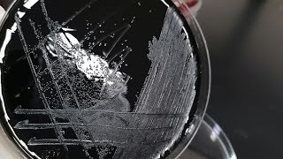 شرح Bile Esculin Test