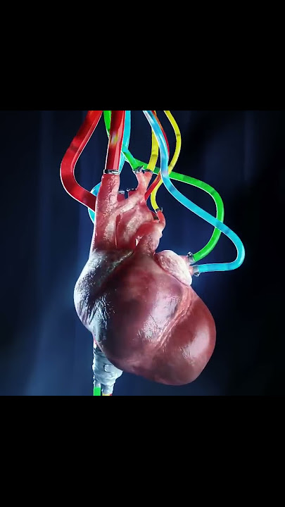 Heartbeat two | 3D loop animation