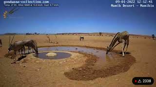 ナミブ砂漠むせるキリン