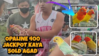 DITO MASARAP MUBILI 400 LANG ANG OPALINE JACKPOT TAYO DITO #lovebirds #bocaue #africanlovebird