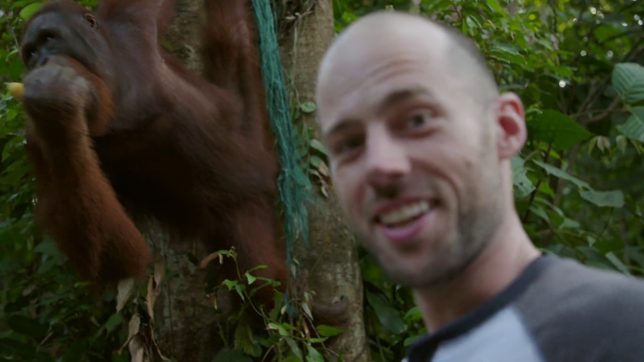 Malaysia: Seeing the endangered Orangutans - BBC Travel Show