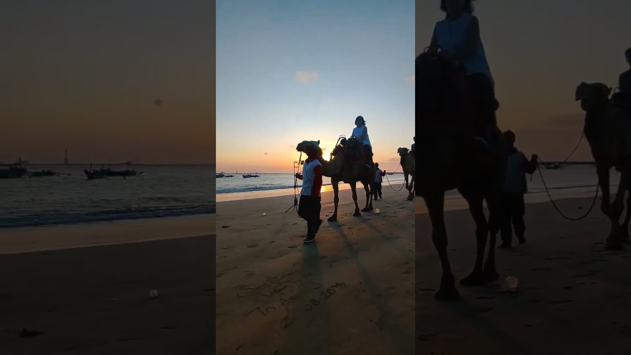 Wisata Naik Unta di Pantai Kelan • Bali Tourist Attraction Camel Ride Kelan Beach