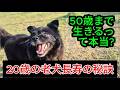 20歳の老犬ナオミの長寿の秘訣