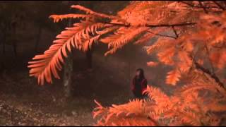 南投清境賞紅葉 高山公路看雲海--蘋果日報 20131202