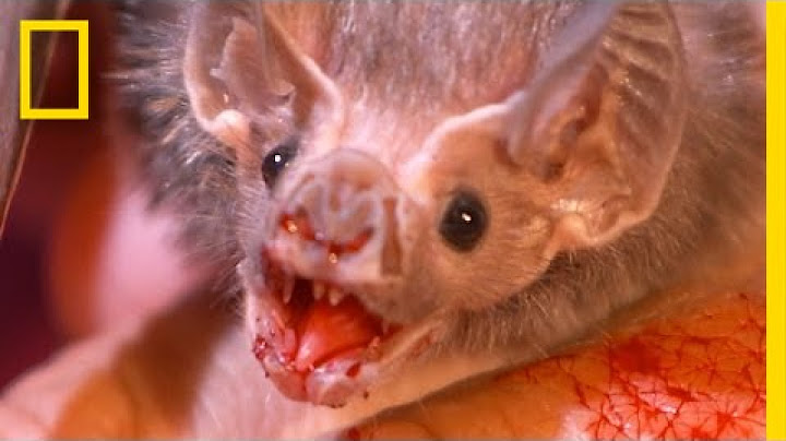 Real-Life Vampires Hunt with Stealth | National Geographic