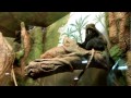 СМЕШНЫЕ ОБЕЗЬЯНЫ, funny monkey (забавные животные) Экзопарк в ТРЦ РИО