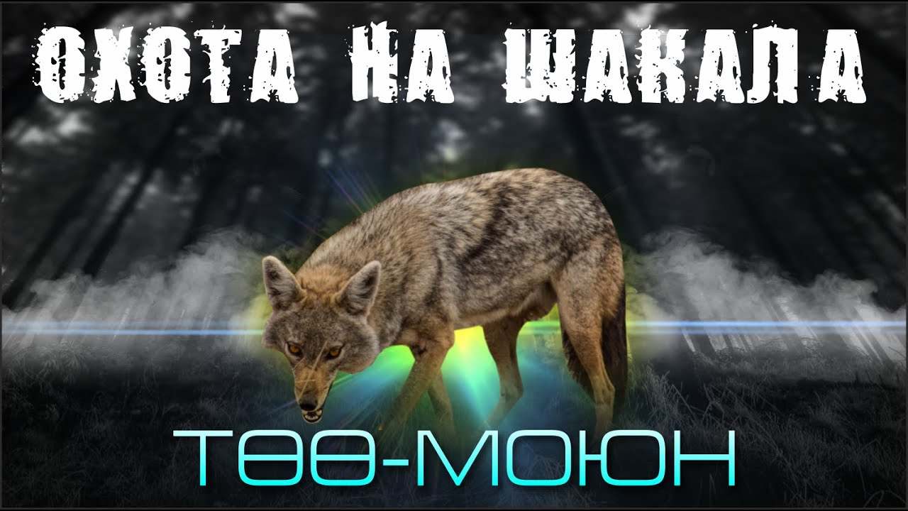 ЧӨӨгө АҢЧЫЛЫК / Төө-Моюн / Охота на Шакала / АРХИВ 2022-ж.