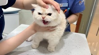 Cat’s reaction to the first time visit for the new hospital