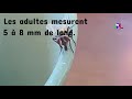 La mouche domestique musca domestica  ditions jpl