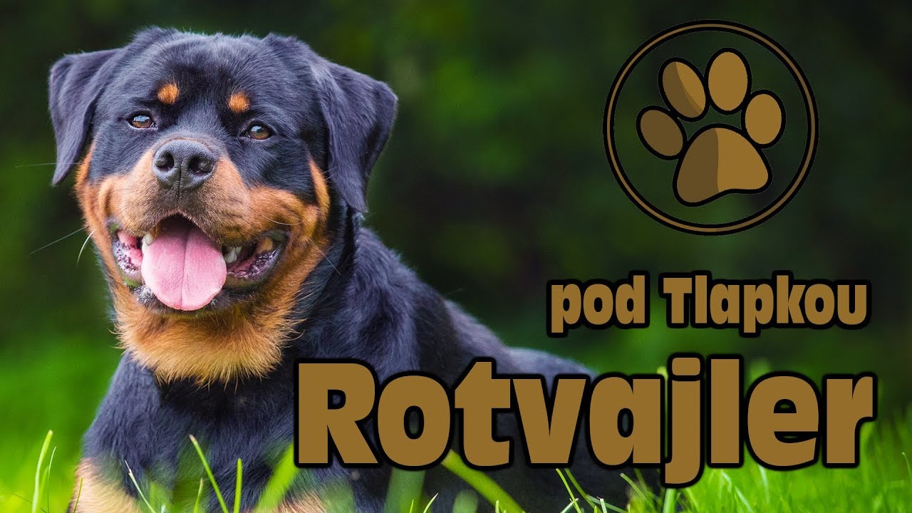 ROTVAJLER | O PLEMENU