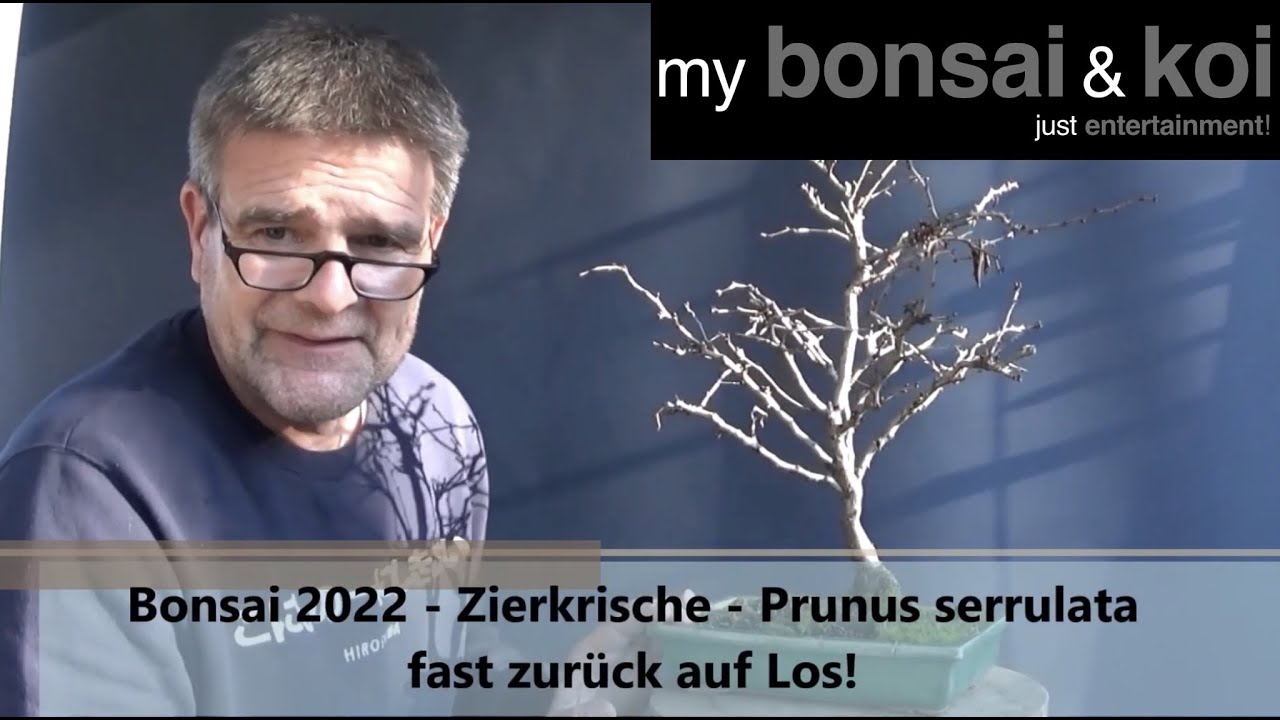 Bonsai 2022-17 - Zierkirsche - Prunus serrulata - fast zurück auf Los!