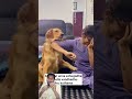 #Reallove follows you everywhere 💝 #puppy #goldenretriever #shorts #dog
