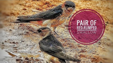 #Pair_of_Red-rumped_Swallows #Hirundo_daurica collect_mud_to_build_nest