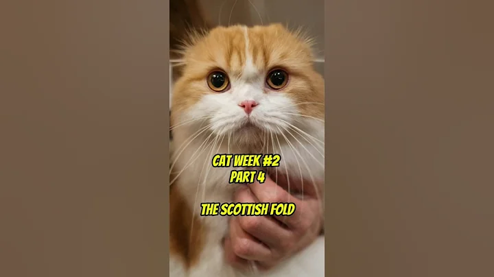 Video 11533331: scottish fold cat facts, adorable scottish fold, folded ears