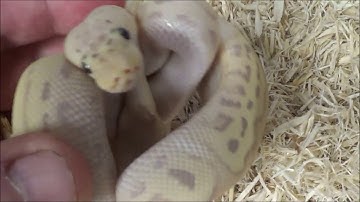 2 2020 Female Pastel Banana Clown Ball Pythons