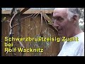 Schwarzbrustzeisig-Zucht bei Rolf Wacknitz.