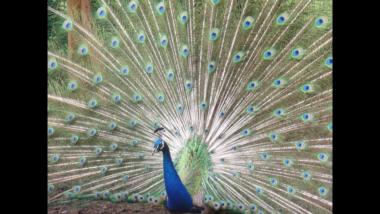 Burung Merak Burung Terbesar Dan Terindah Yang Bisa Terbang Youtube