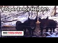 How High Should You Place Electric Fence for Pigs?