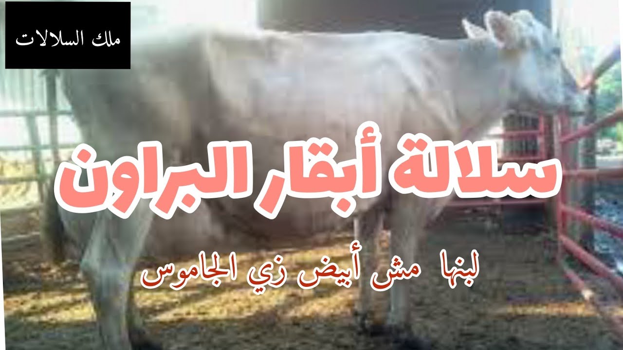 سلالة أبقار البراون السويسريه ثنائيّة الغرض