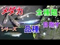 【メダカ飼育#19】メダカ 品種全種類の紹介目指すシリーズ#1(オーロラブラックラメ、夢蛍、サタン、ブラックダイヤ、シャンパンゴールドラメ、オーロラ黄ラメ、黄冠白菊)
