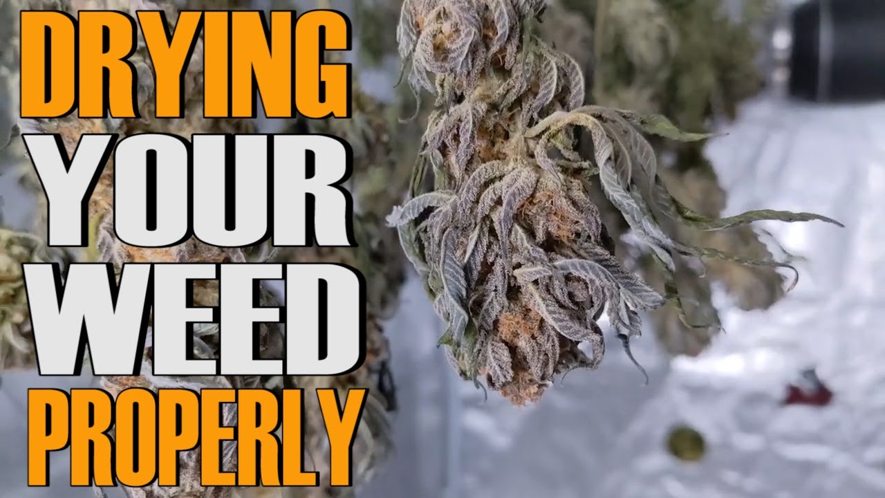 HOW TO PREP CANNABIS FOR THE DRYING STAGE PROPERLY  ( HARVEST GUIDE )